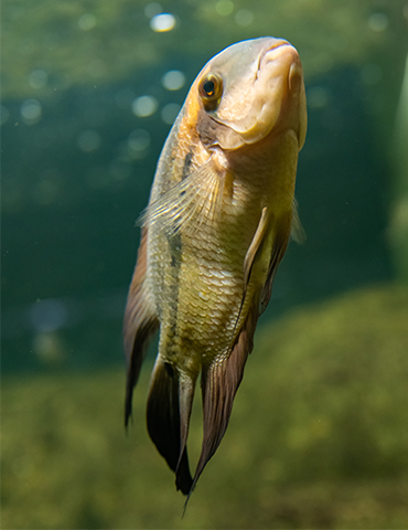 Aquaculture